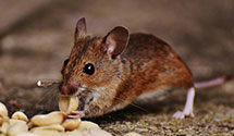 24 Hour & Emergency Exterminators in Mount Weather, VA